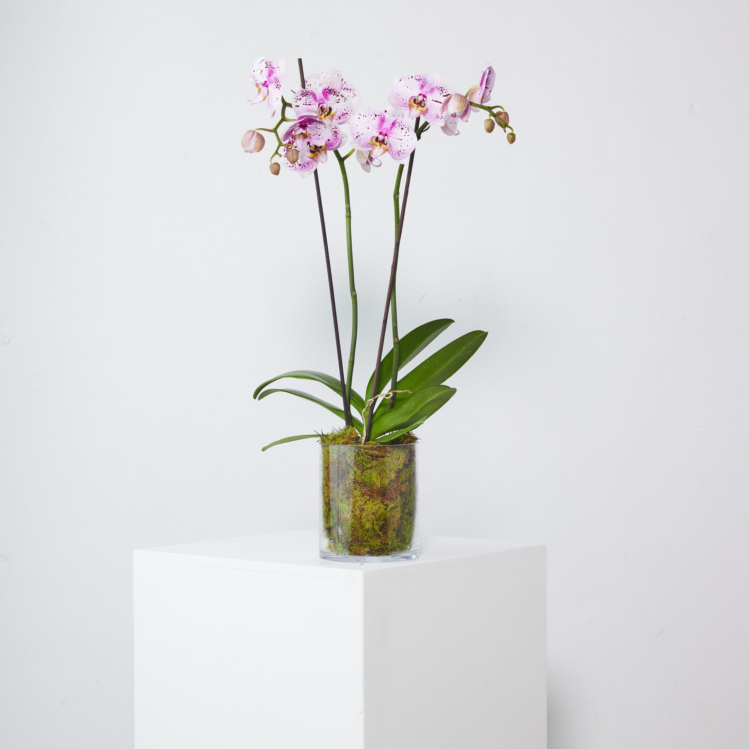 orchid double stem